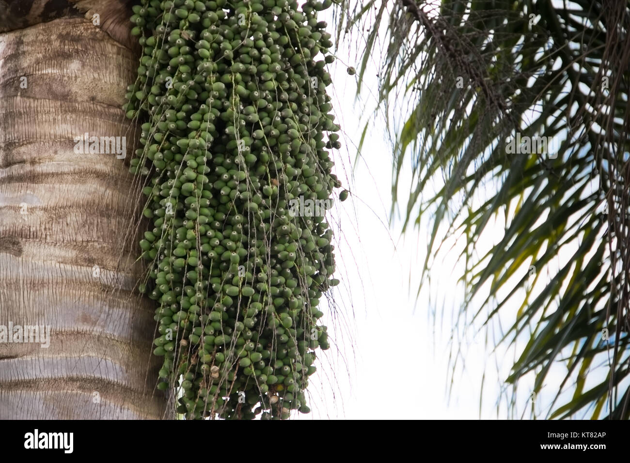 Palm Tree mit grünen datiles im Frühjahr und Sommer Stockfoto