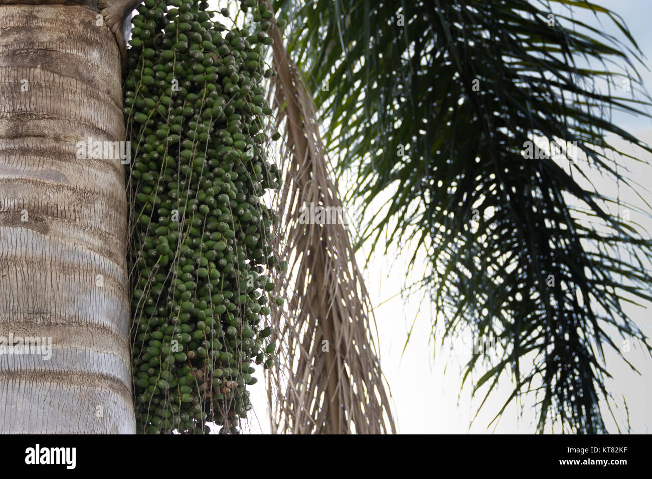 Palm Tree mit grünen datiles im Frühjahr und Sommer Stockfoto