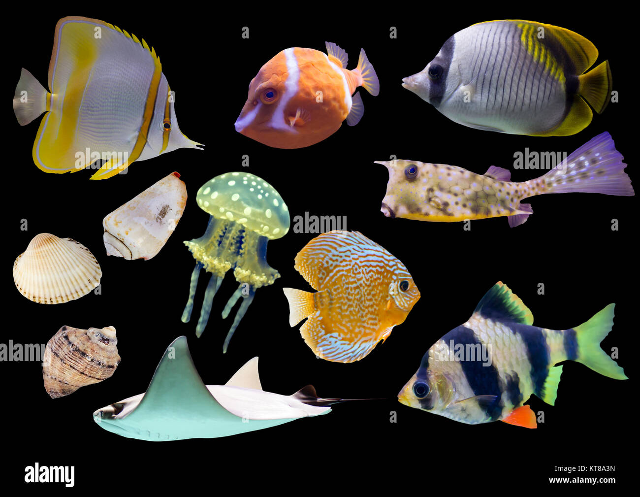 Ansammlung isolierter Fisch und Muscheln Stockfoto