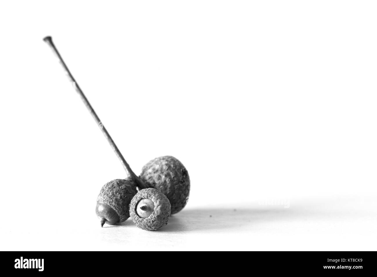 Schwarz-weiß-Porträt von Acorn Stockfoto