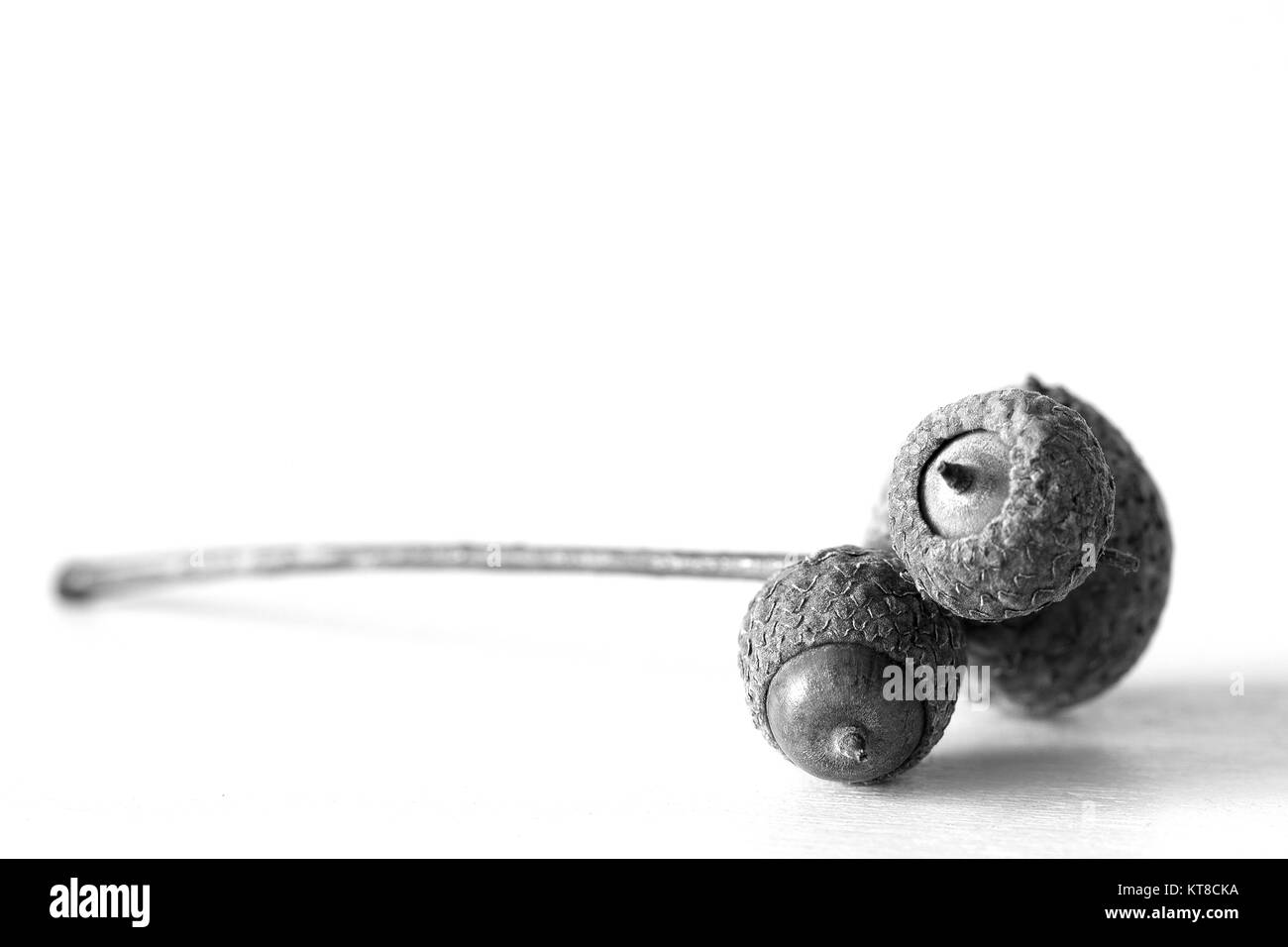 Schwarz-weiß-Porträt von Acorn Stockfoto