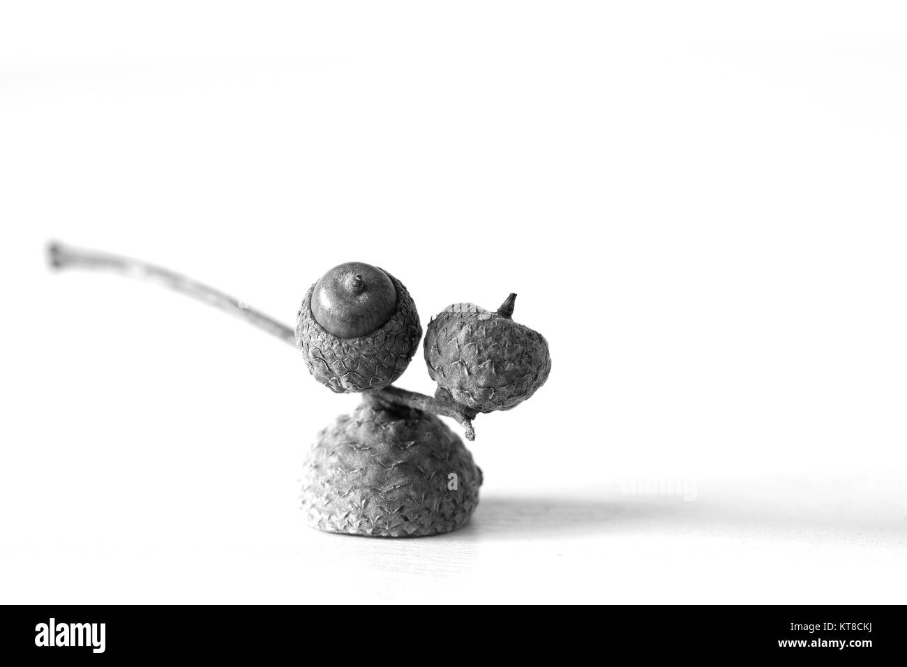 Schwarz-weiß-Porträt von Acorn Stockfoto