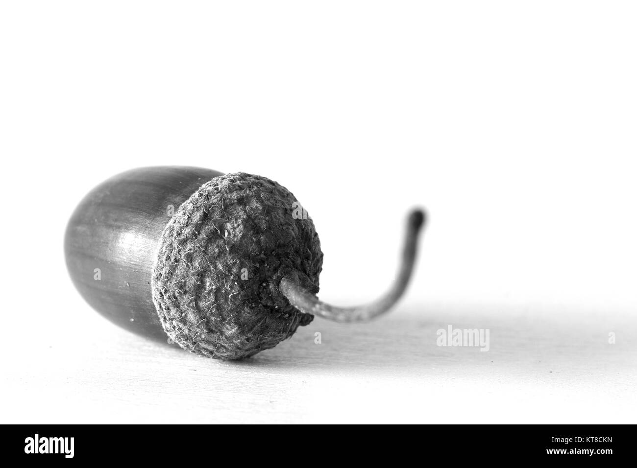 Schwarz-weiß-Porträt von Acorn Stockfoto