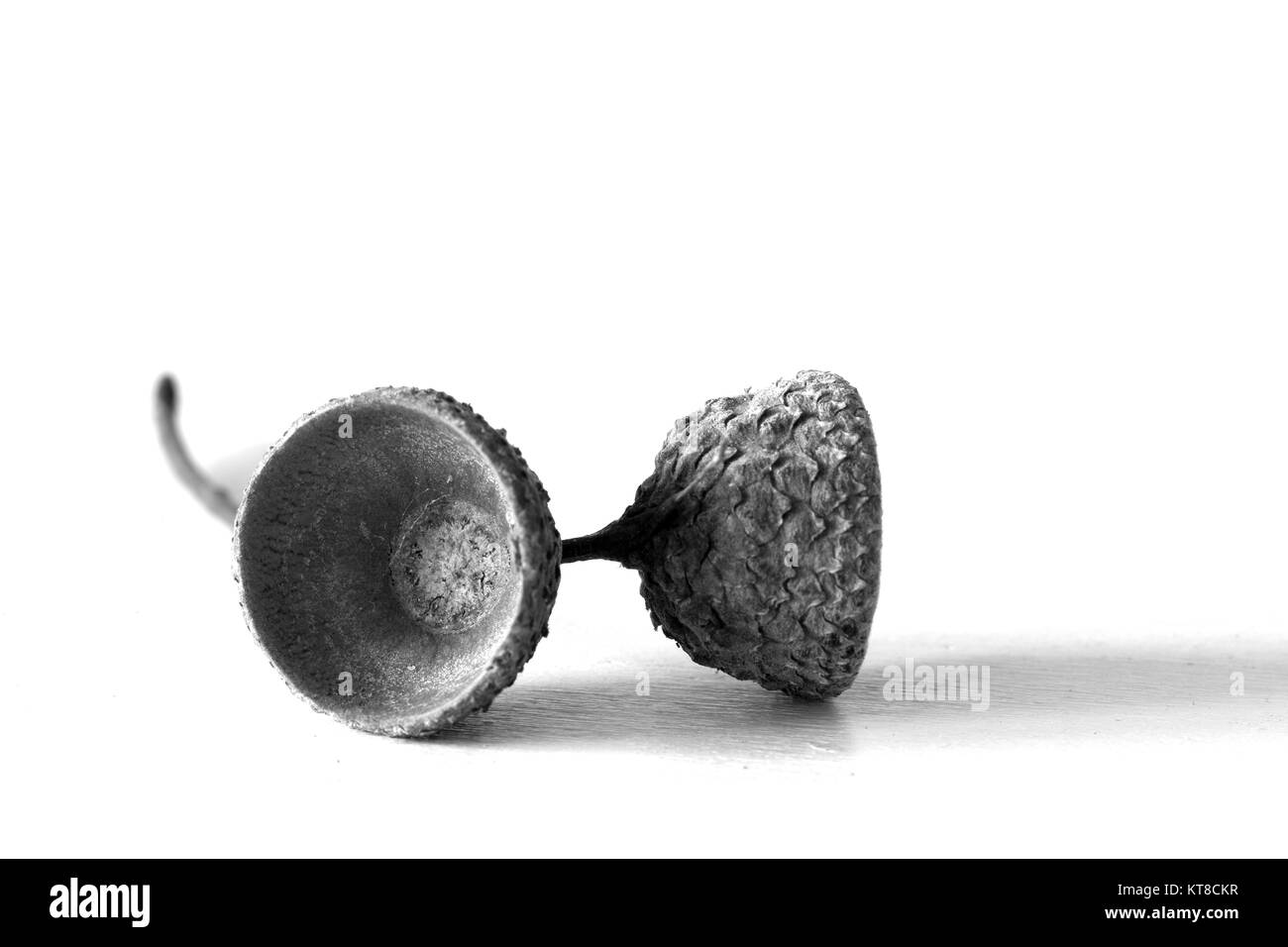 Schwarz-weiß-Porträt von Acorn Stockfoto