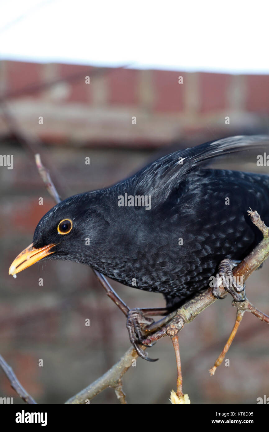 Amsel thront auf Zweig Stockfoto