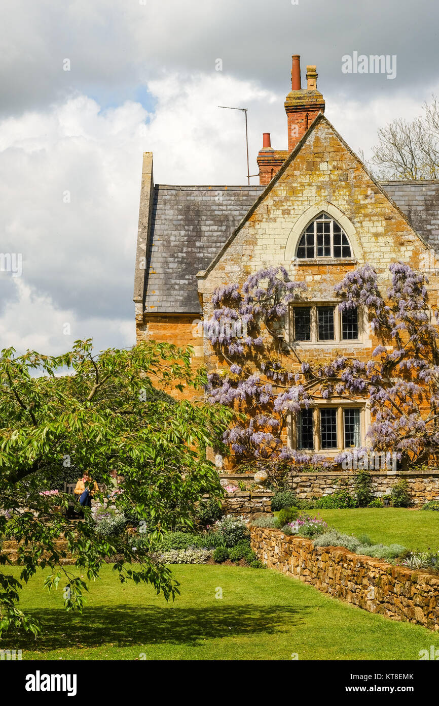 Wisteria on the Wall im Mai in Coton Manor Gardens, Northamptonshire, England, Großbritannien Stockfoto