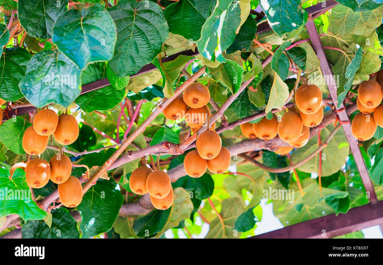Kiwi Frucht Am Baum Im Garten In Agerola Das Tyrrhenische Meer