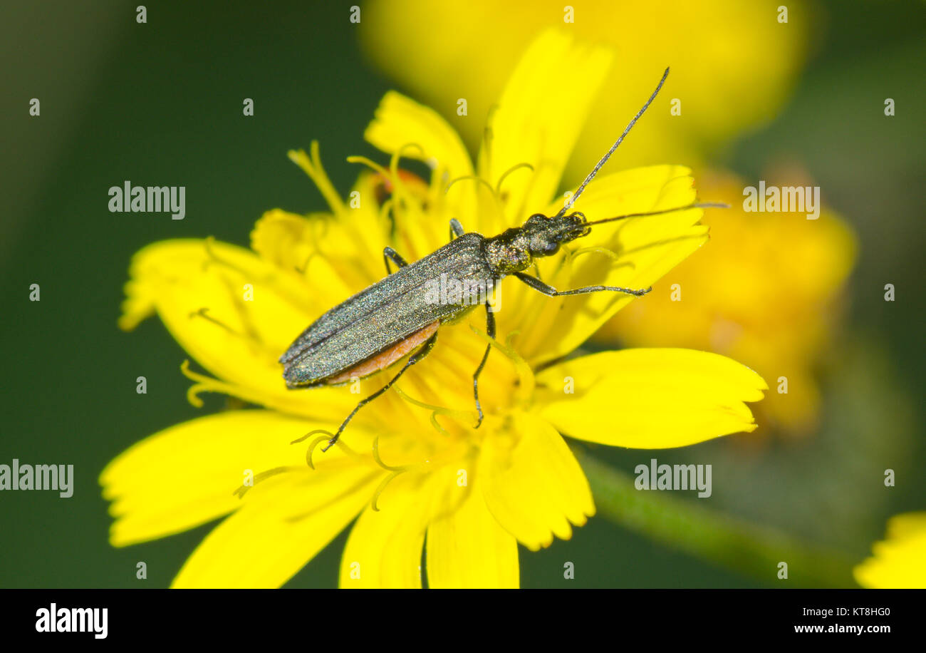 Oedemera lurida weiblichen False Blister Käfer auf gelbe Blume. Sussex, UK Stockfoto