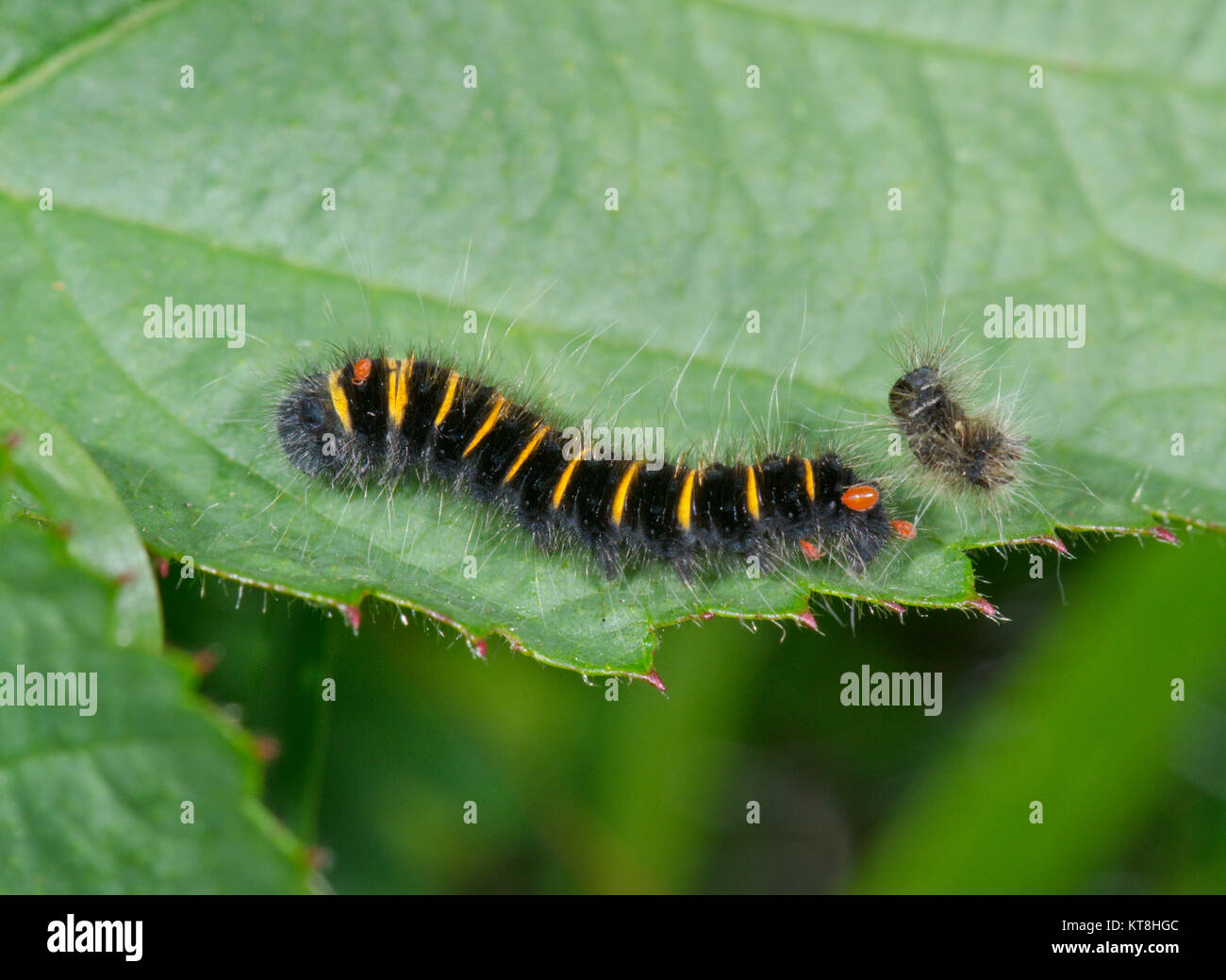 Fox Moth caterpillar Befall durch Milben (Macrothylacia Rubi). Sussex, UK Stockfoto
