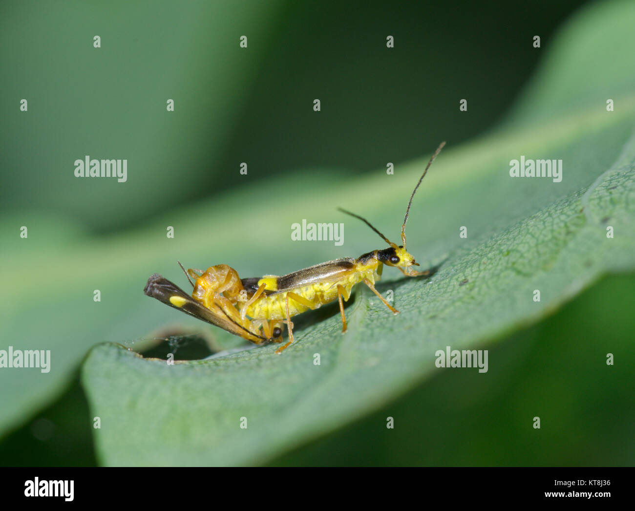 Malthinus seriepunctatus gepaart Paarung Soldat Käfer. Sussex, UK Stockfoto