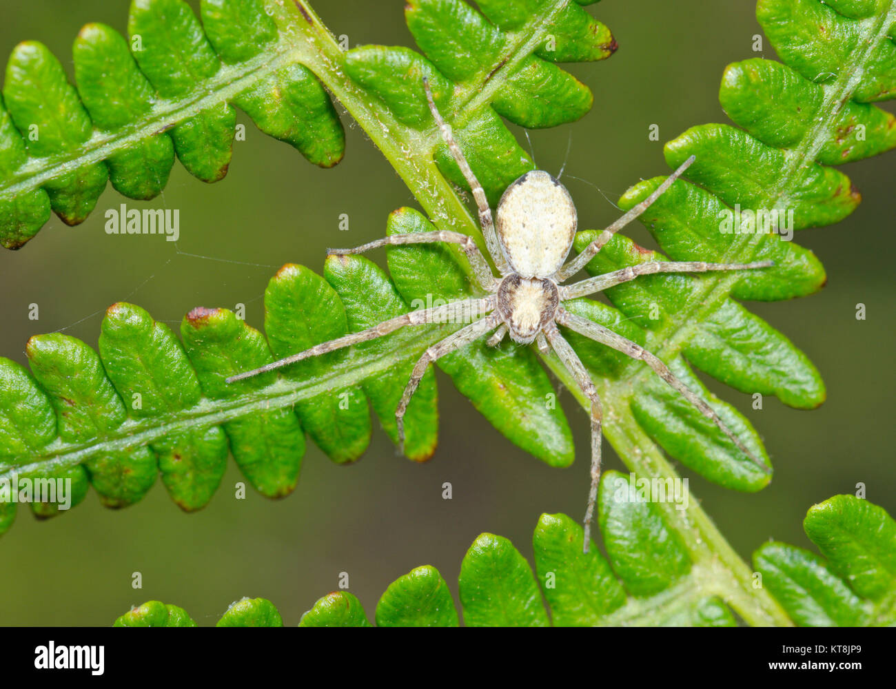 Running Crab Spider (Philodromus sp) auf Bracken. Philodromidae. Sussex ...