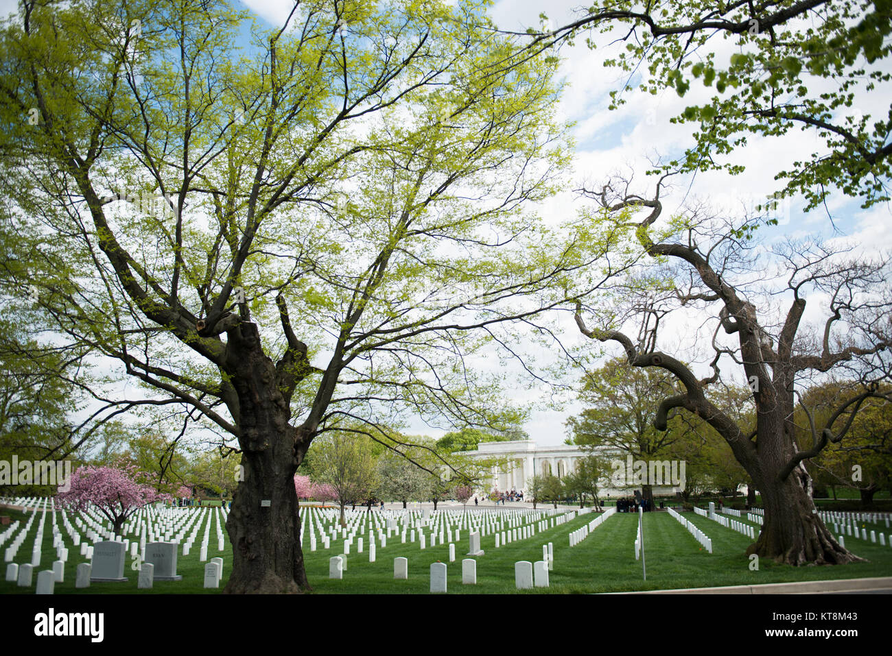 Ein yellowwood Baum, Links und eine Kaiserin Baum, rechts, beide Virginia State Champion Baum, wachsen in Abschnitt 23, in der Nähe der Gedenkstätte Amphitheater, Arlington National Cemetery, 23. April 2015 in Arlington, Virginia. Gedenken 150 Arlington National Friedhof Jubiläum, die historische Landschaft hat als der Nationalfriedhof Arlington Memorial Arboretum etabliert. Das Arboretum dient als lebendige Erinnerung an diejenigen, die unsere Nation gedient haben und verbindet die Besucher der vielschichtigen lebendige Geschichte des Friedhofs und natürlicher Schönheit. Mehr als 8600 Bäume von 300 verschiedenen Sorten machen t Stockfoto