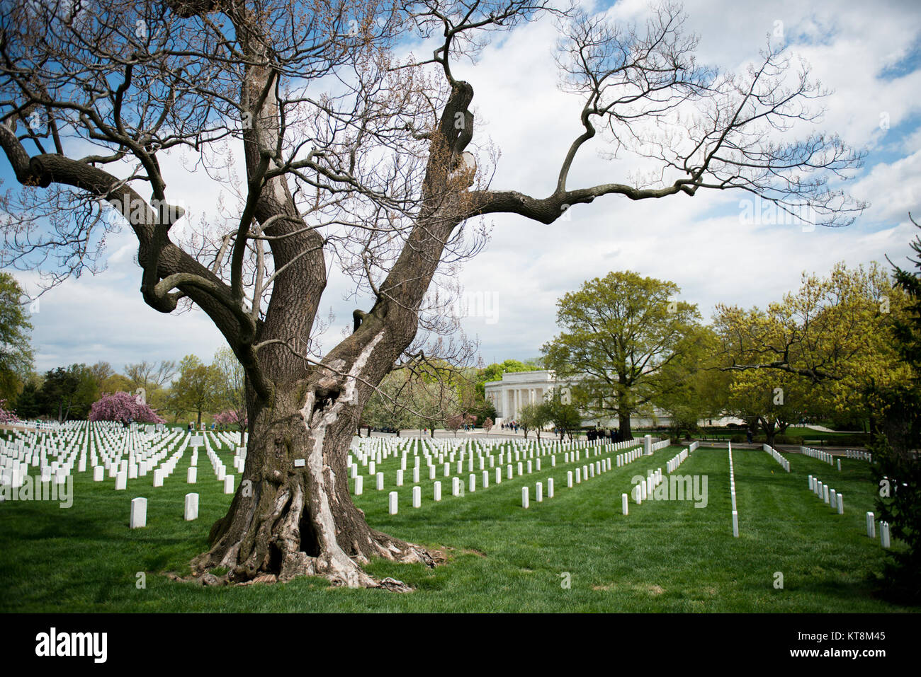 Eine Kaiserin Baum, auch Virginia State Champion Baum wächst in Abschnitt 23, in der Nähe der Gedenkstätte Amphitheater, Arlington National Cemetery, 23. April 2015 in Arlington, Virginia. Gedenken 150 Arlington National Friedhof Jubiläum, die historische Landschaft als den nationalen Friedhof von Arlington Memorial Arboretum hergestellt wurde. Das Arboretum dient als lebendige Erinnerung an diejenigen, die unsere Nation gedient haben und verbindet die Besucher der vielschichtigen lebendige Geschichte des Friedhofs und natürlicher Schönheit. Mehr als 8600 Bäume von 300 verschiedenen Sorten bilden die vielfältige Kollektion. (U.S. Armee p Stockfoto