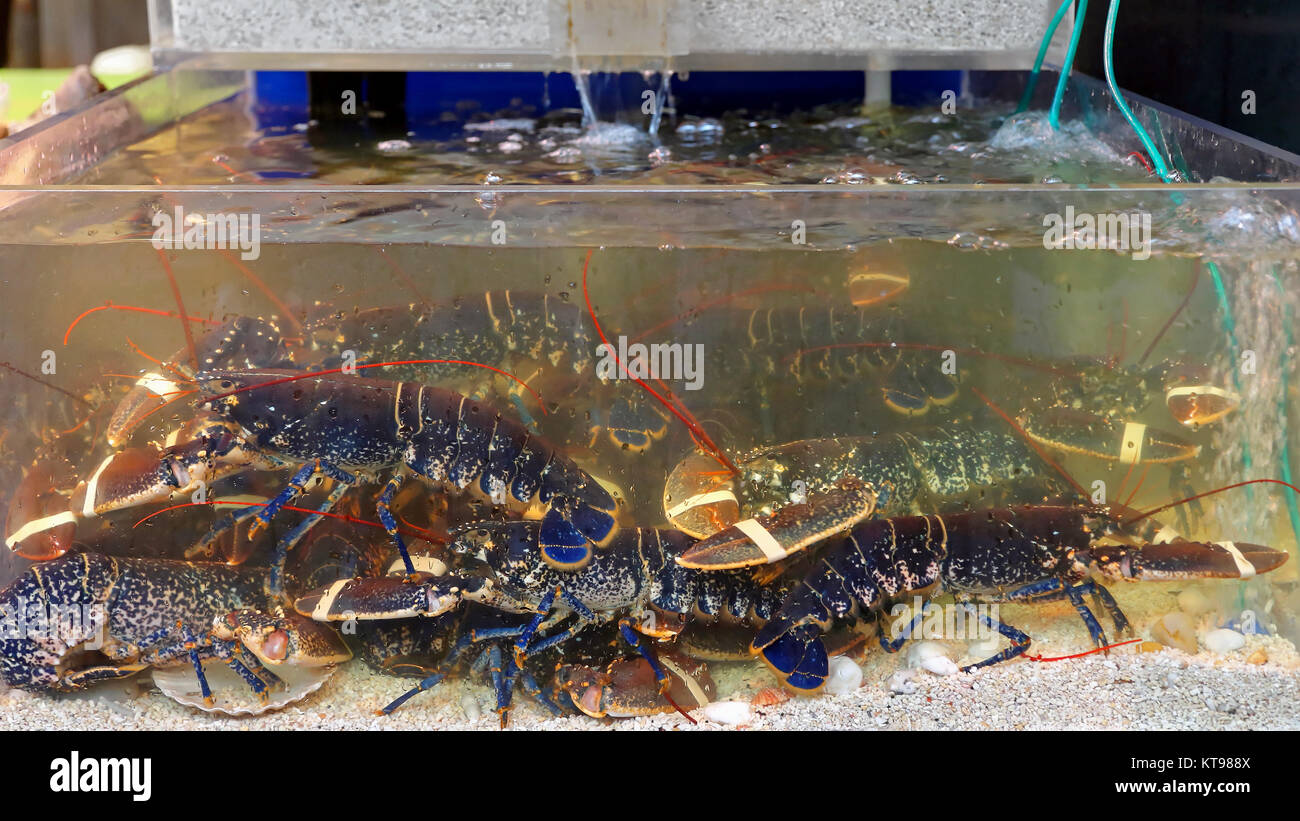 Lebende hummer im tank Fotos und Bildmaterial in hoher Auflösung Alamy