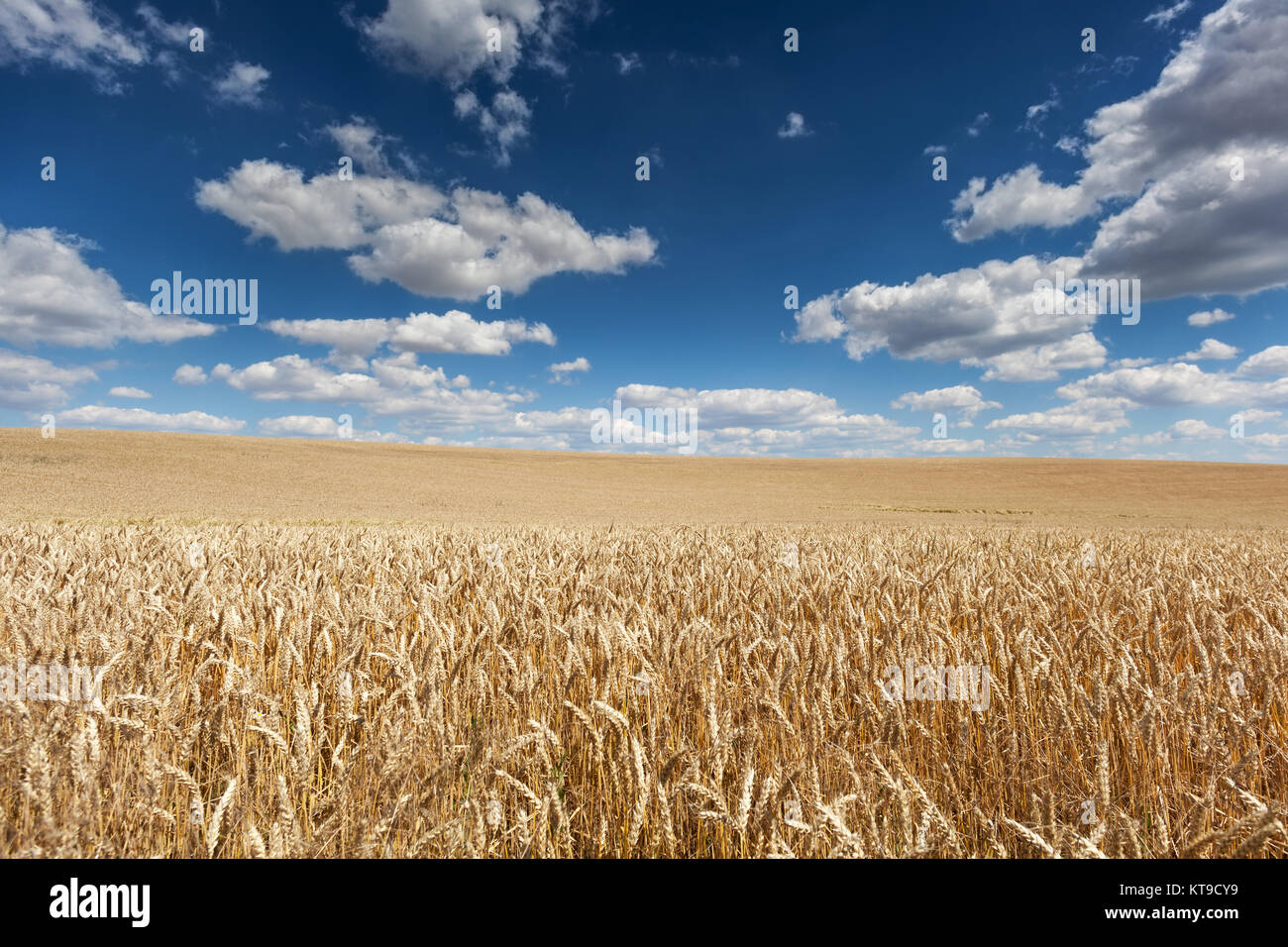Reife Gerste am Feld mit blauen Himmel und einer Schönwetterwolken einems Sommertag Stockfoto