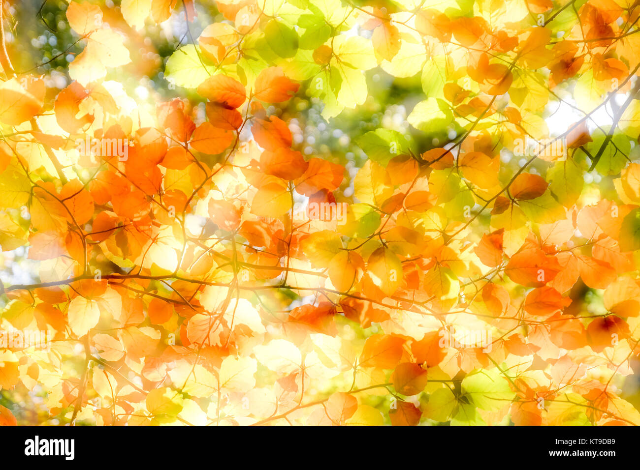 Soft Focus Hintergrund der Blätter mit Herbstfarben Stockfoto