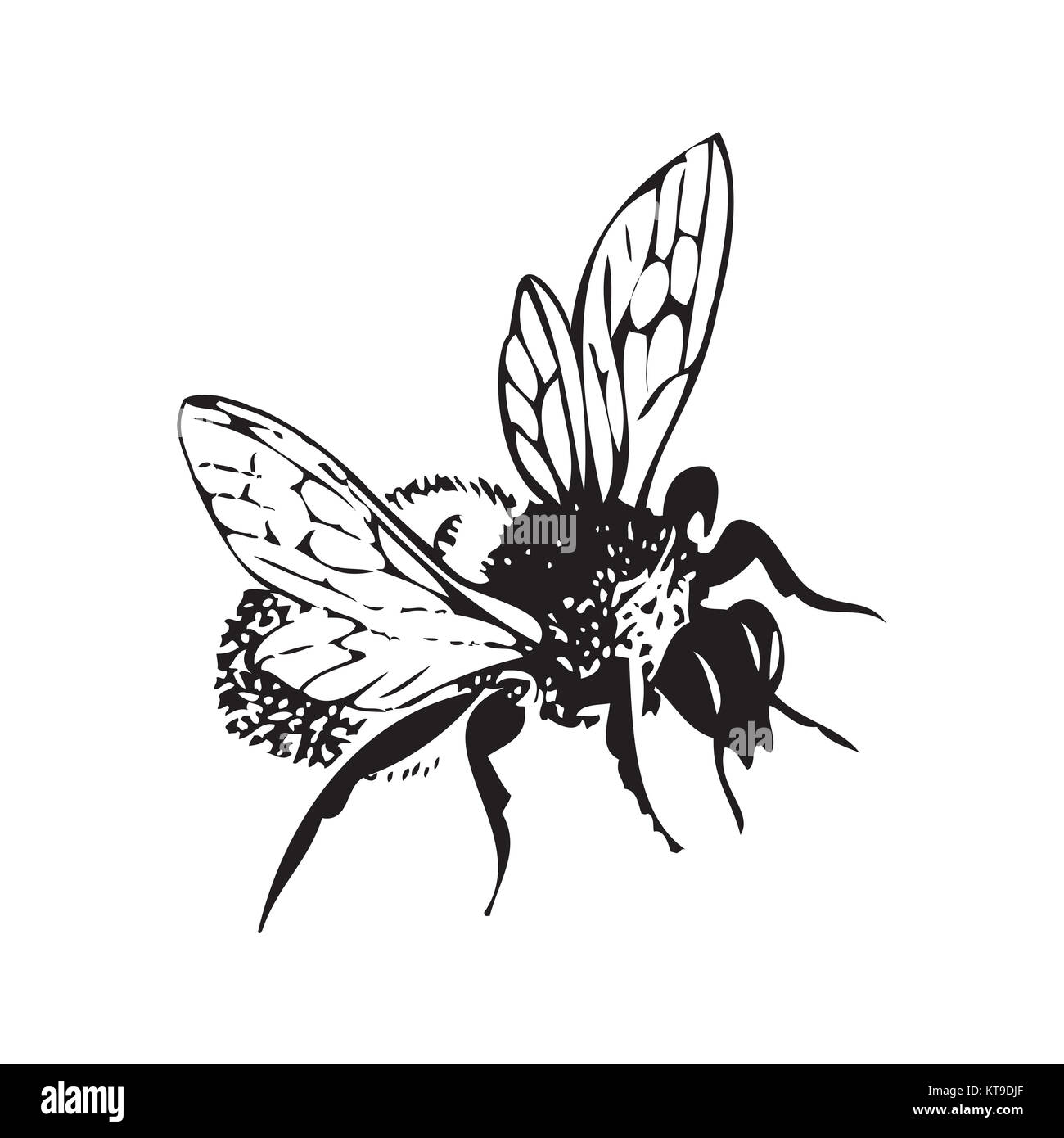 Vektor Gravur antike Abbildung: Honig flying Bee, Isola Stockfoto