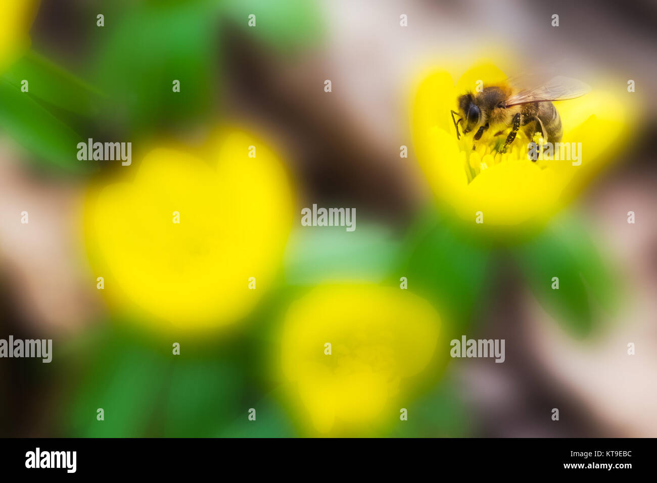 Frühjahrsblüher Winterling mit Biene Stockfoto