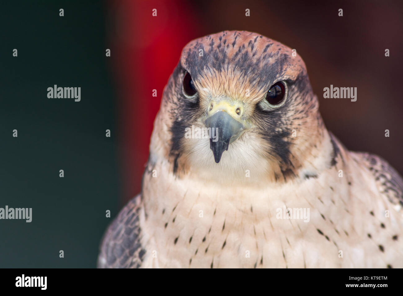 Falco tinnunculus Kopf Stockfoto