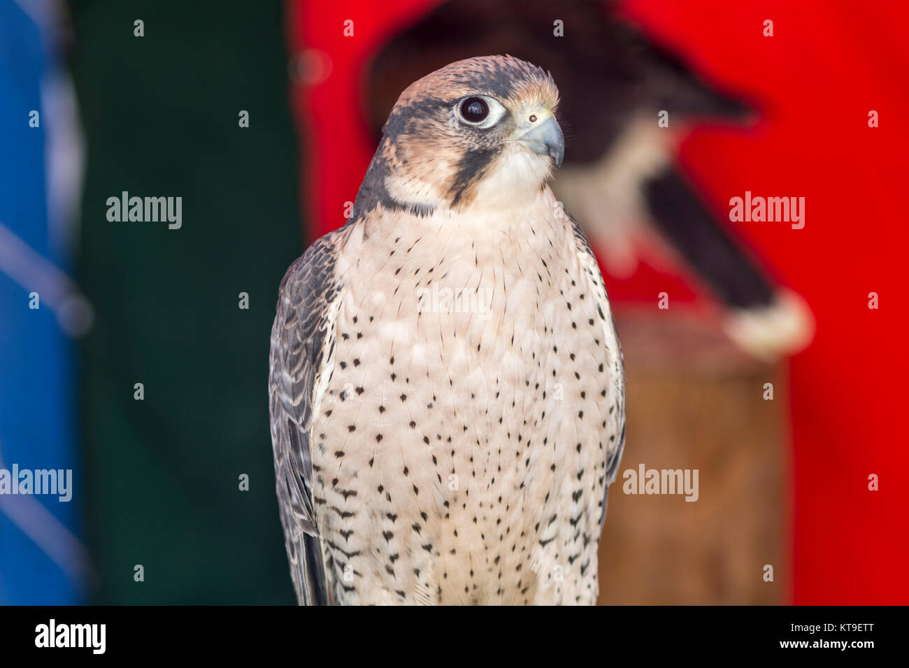 Falco tinnunculus Stockfoto