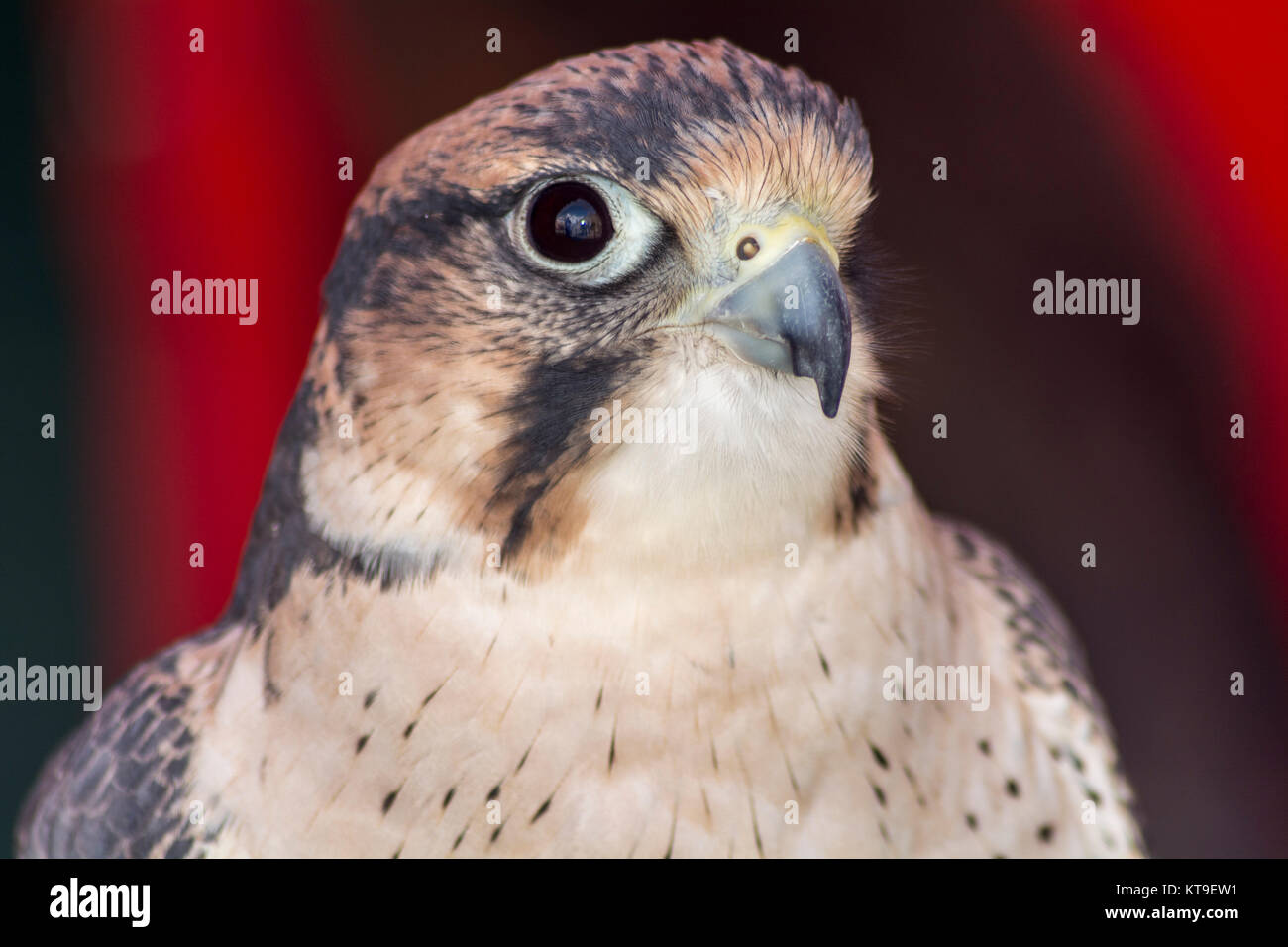 Falco tinnunculus Kopf Stockfoto