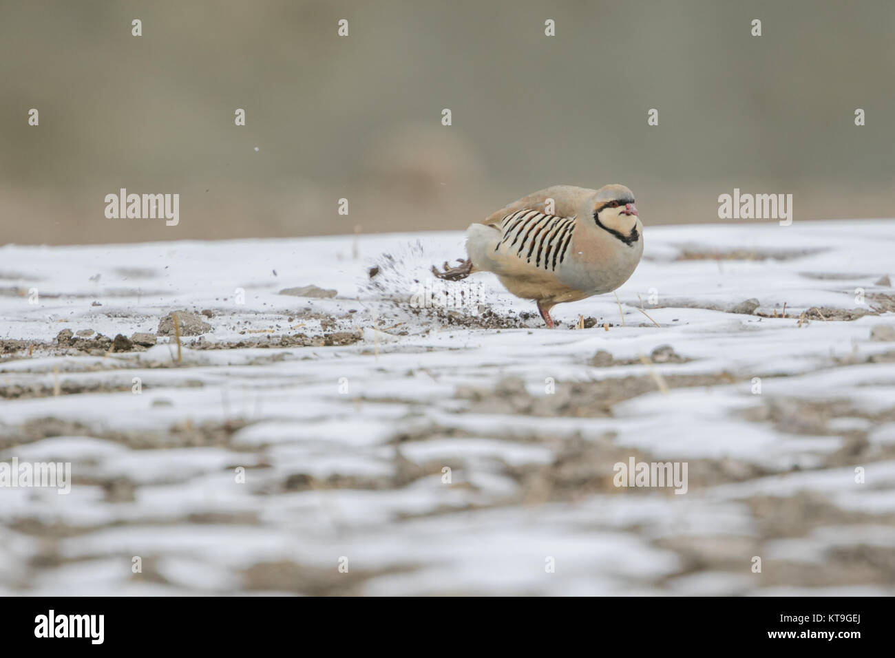 Die Chukar Partridge (alectoris Chukar) im Schnee in Hemis Nationalpark, Ladakh, Indien Stockfoto