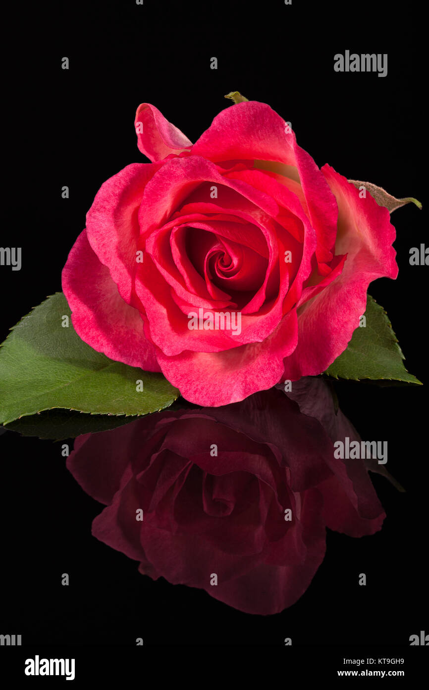 Einzelne Blume rosa Rose auf schwarzem Hintergrund Stockfoto