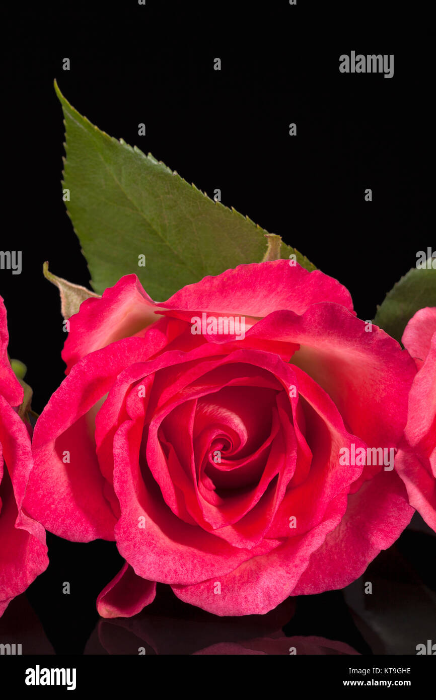 Einzelne Blume rosa Rose auf schwarzem Hintergrund, Reflexion Stockfoto