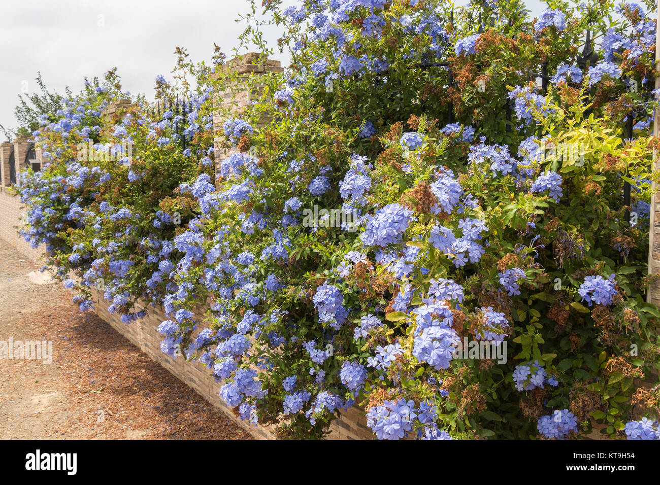 Blaue Blumen Plumbago Auriculata, Kap Leadwort, blaue Jasmin Stockfoto