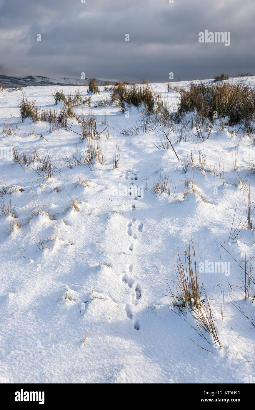 Tierspuren im tiefen Schnee in den Hügeln der High Peak, Derbyshire, England. Stockfoto