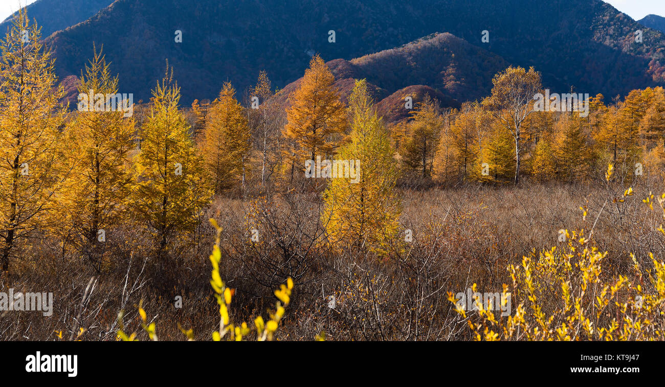 Senjogahara Moor Stockfoto