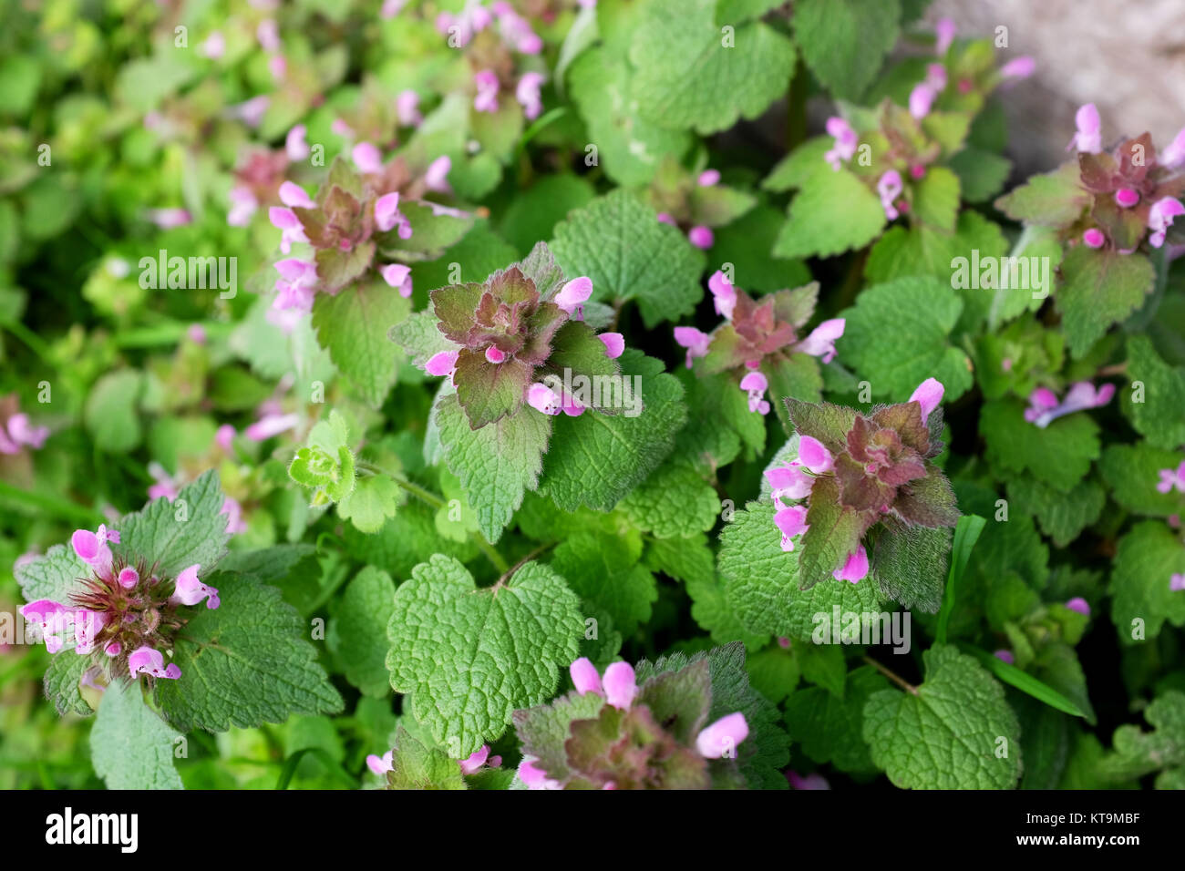 Lila tot Brennnessel Pflanze Stockfoto