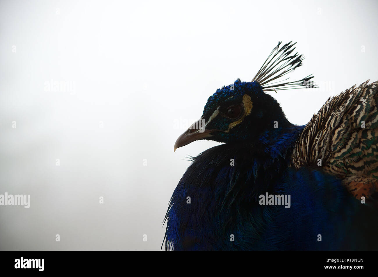 Silhouette eines männlichen Pfau gegen einen hellen grauen Himmel Stockfoto