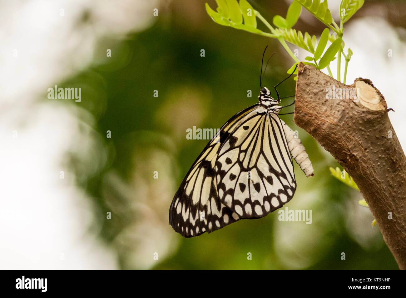 Ein großer Baum Nymphe Schmetterling steht am Ende einer branchhanging Stockfoto