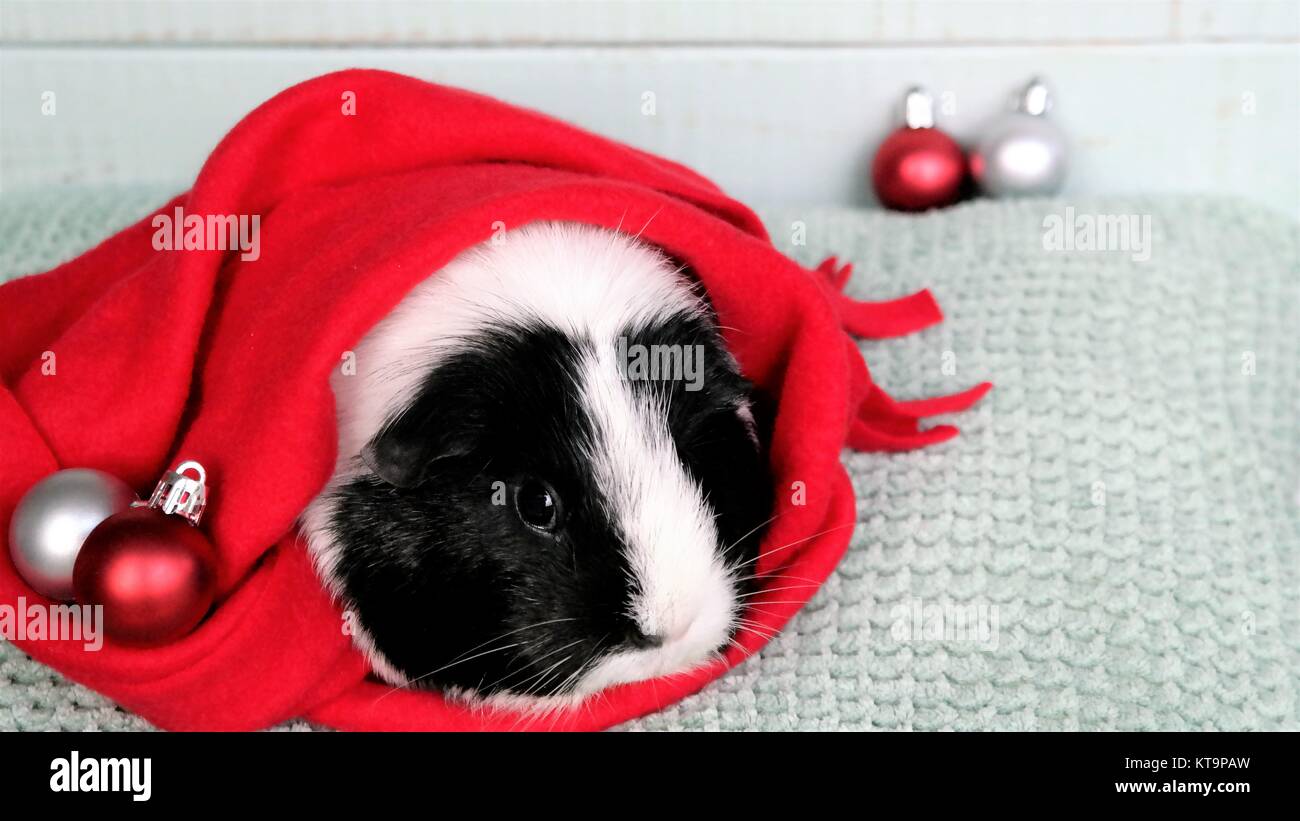 Meerschweinchen mit Weihnachtskugeln und roter Schal, mit Text Raum Stockfoto