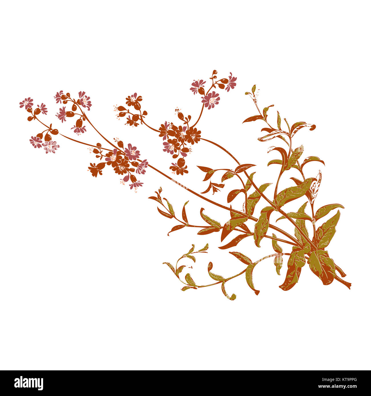 Bunte Botanical hand Zweige mit Blumen isoliert gezeichnet, er Stockfoto