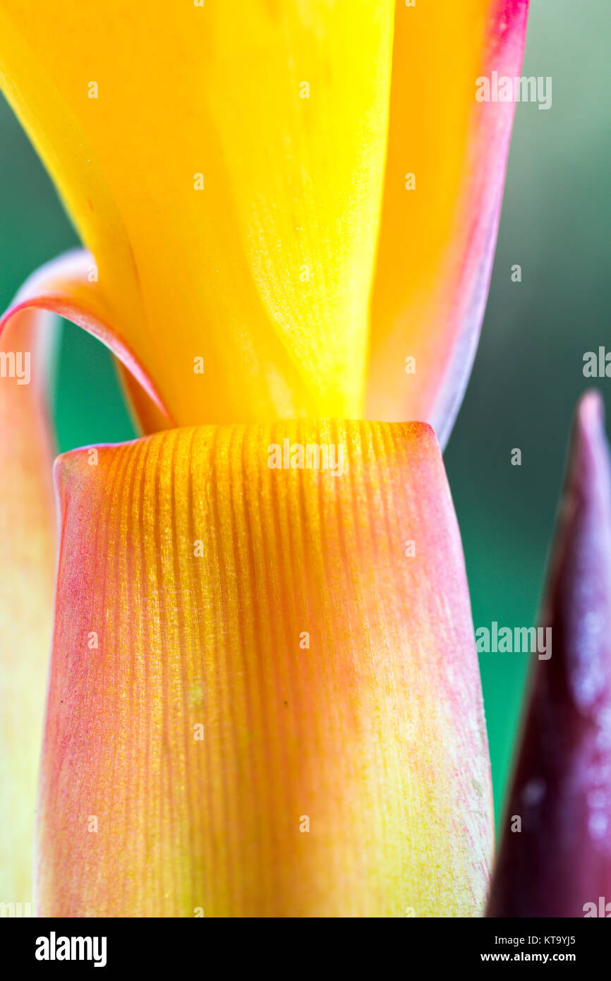 Nahaufnahme der goldenen Blütenblätter von saka Siri (Canna indica) Stockfoto