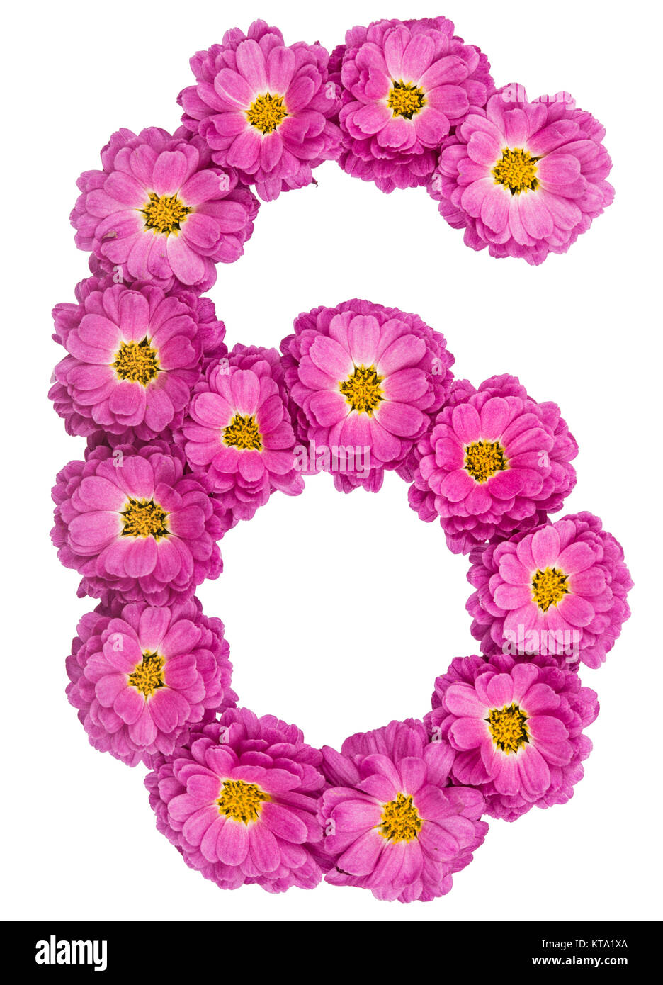 Arabische Zahlen 6, 6, von den Blumen von Chrysantheme, auf weißem Hintergrund Stockfoto