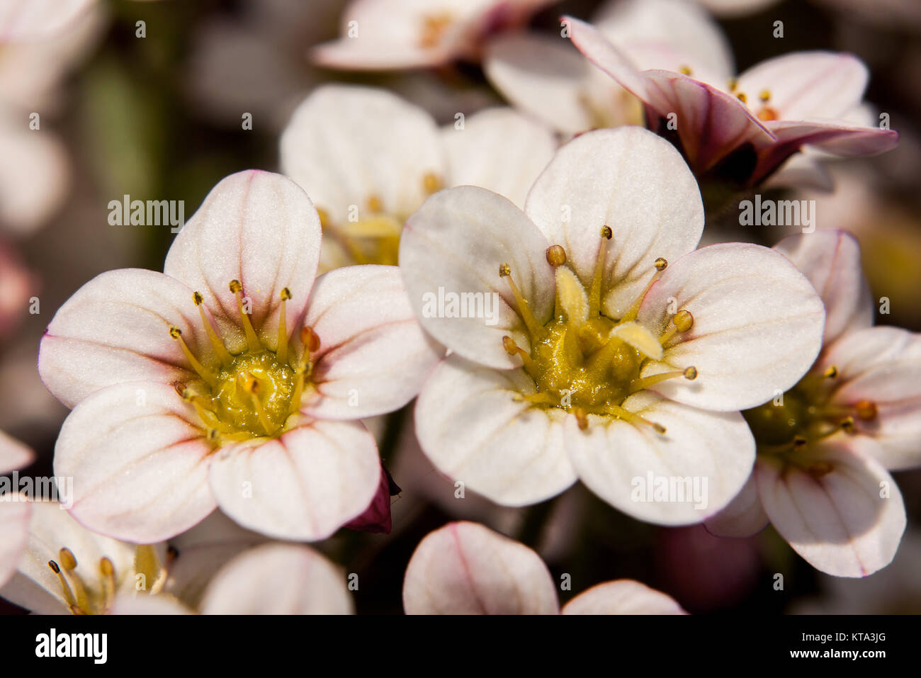 Blüten Stockfoto