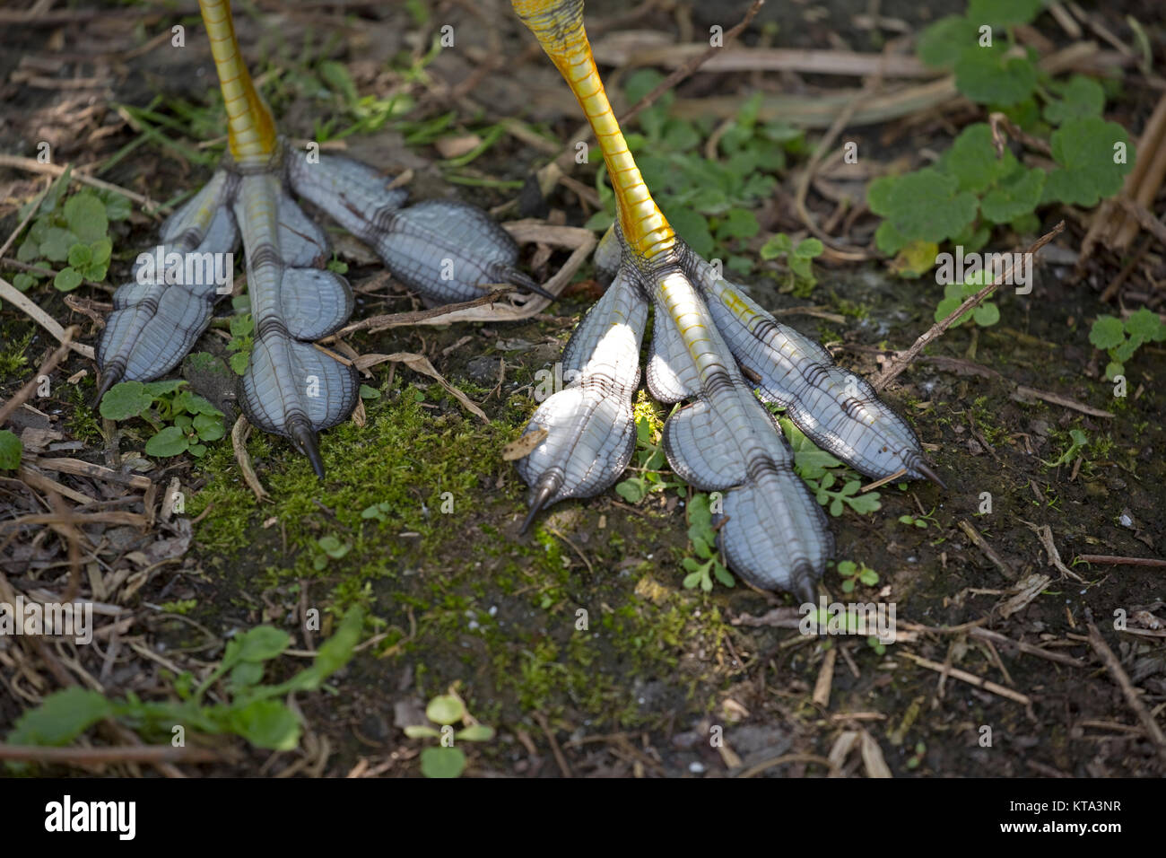 Nahaufnahme von moorhühnern lange Füße gelappt Zehen Slimbridge Wildfowl Trust UK Stockfoto