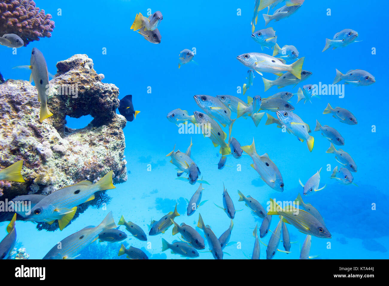 Coral Reef in tropischen Meer mit Schwarm von Meerbarben, Unterwasser Stockfoto
