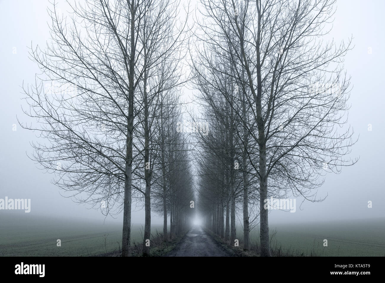 Allee der Bäume im englischen Landschaft im Winter Nebel. Großbritannien Stockfoto