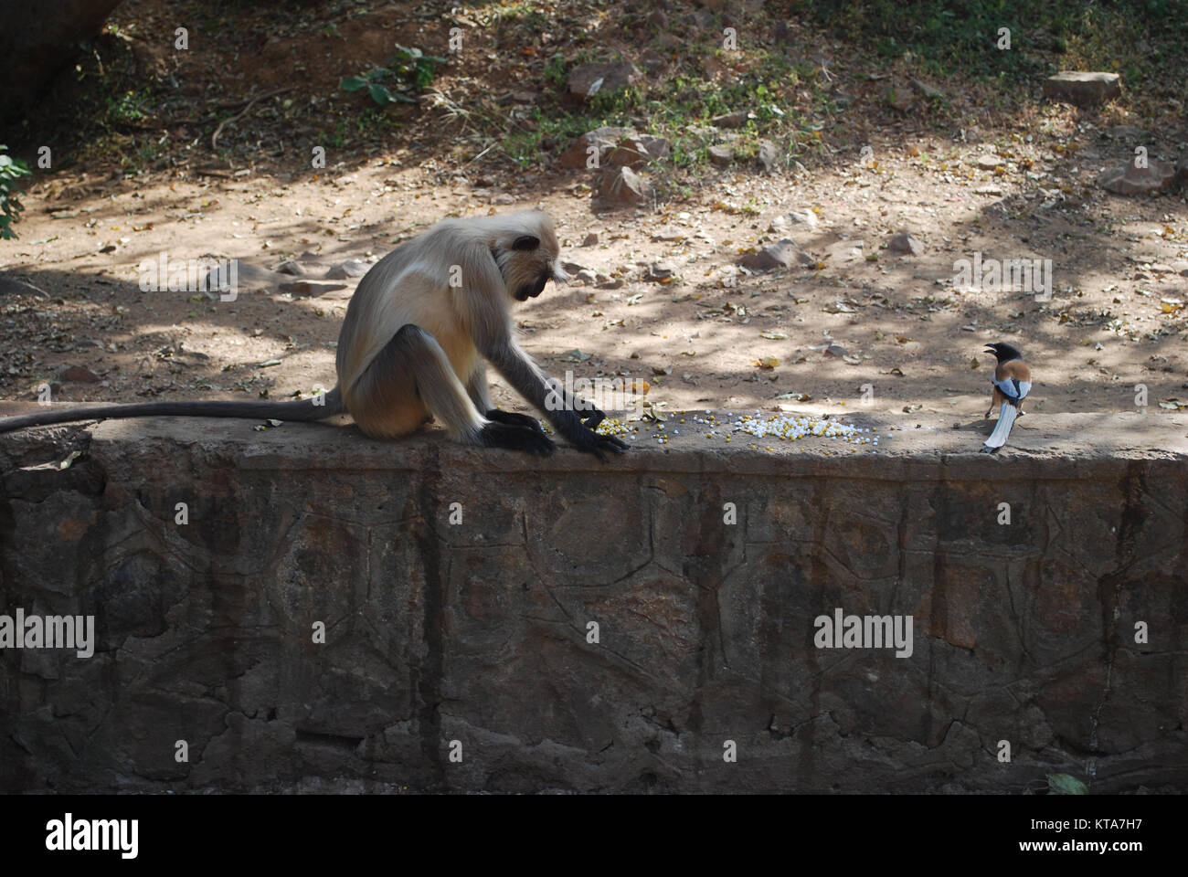 Ein graues Langur Affe und eine Rufous Treepie Vogel essen an einer Wand am Rande des Ranthambore Nationalpark, Rajasthan, Indien Stockfoto