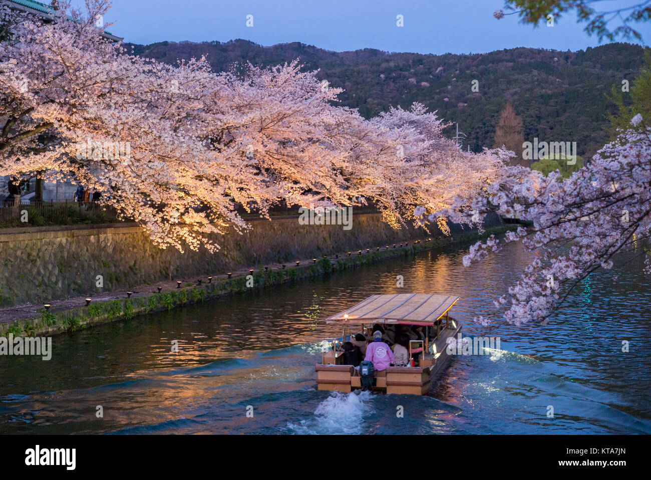 Nachtansicht von Okazaki Kanal mit Cherry Blossom Stockfoto
