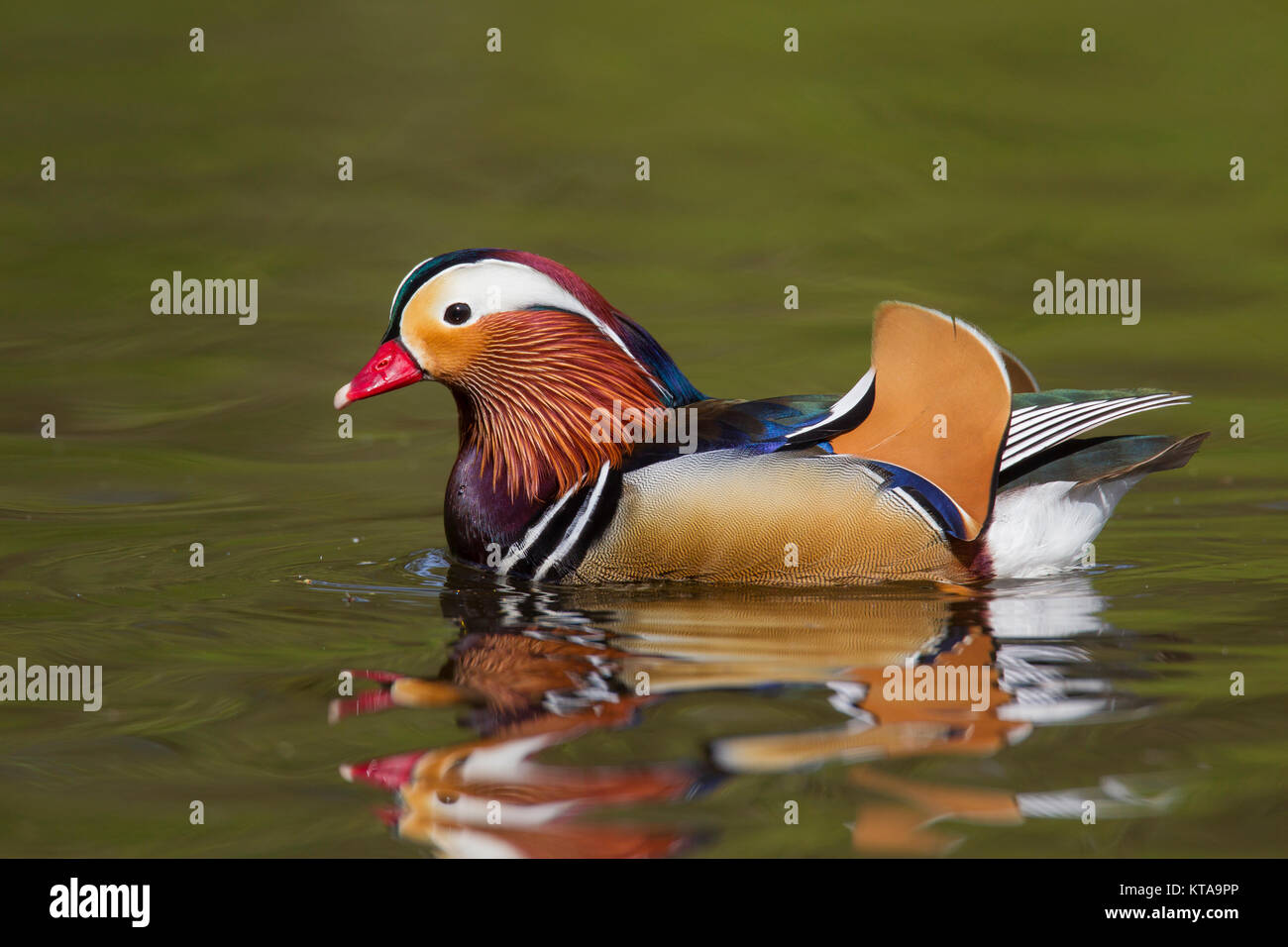 Mandarinente (Aix galericulata) männliche Schwimmen im Teich, beheimatet in Südostasien Stockfoto
