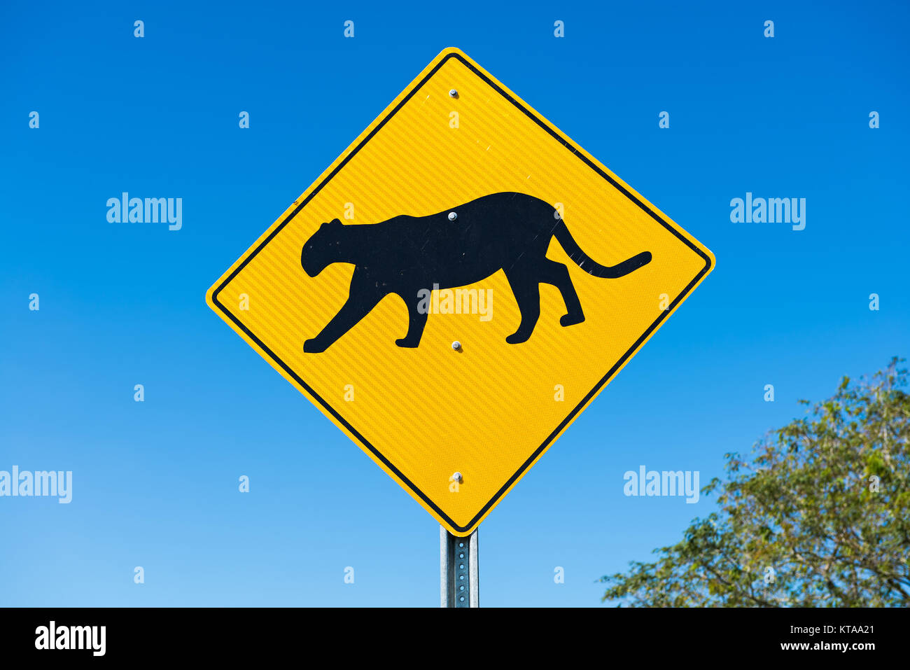 Verkehrsschild an der Straße Seite warnt den Fahrer über Cougar Kreuzung Nächste 2 Meilen Stockfoto