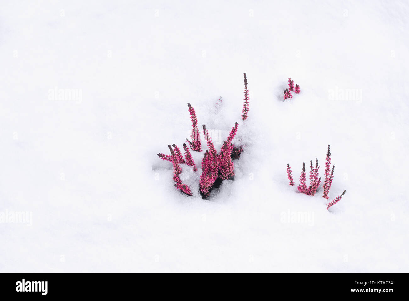 Magentafarbene Blüten mit Schnee bedeckt, minimale Winter, Szene, Winter wallpaper Stockfoto