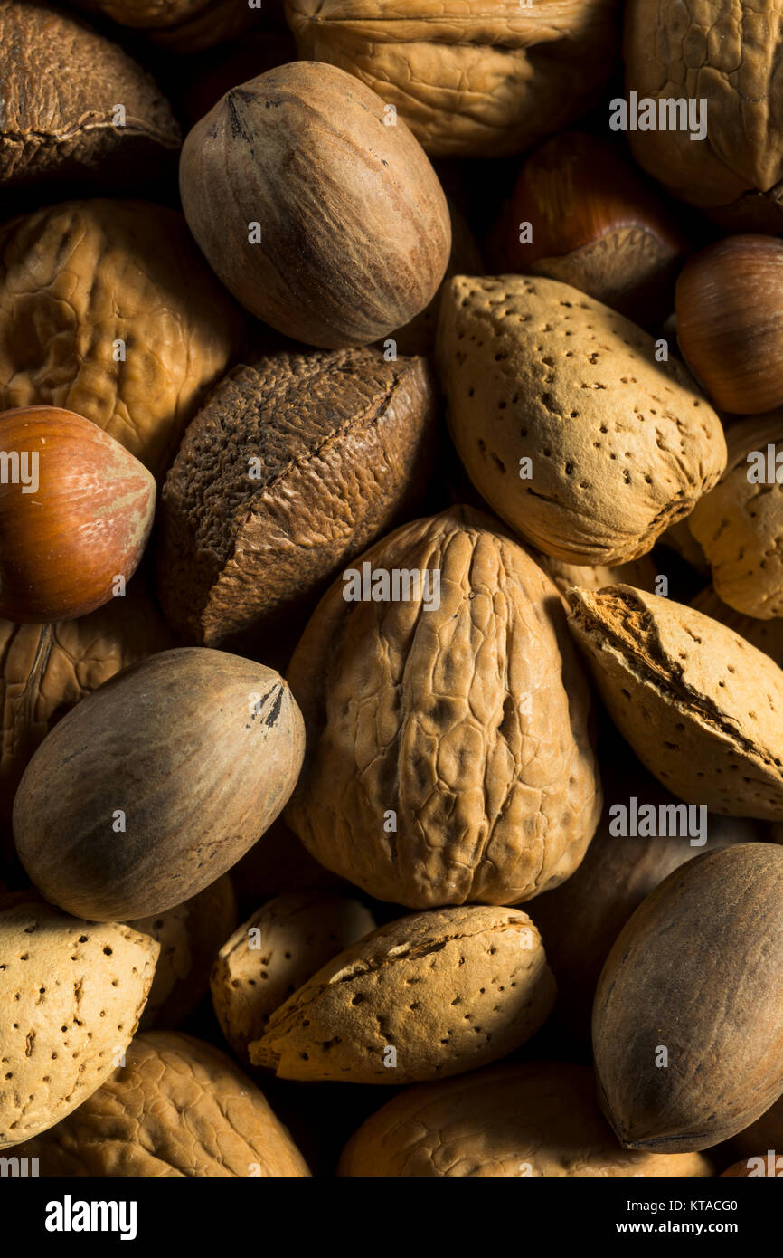 Ganze geschälte Bio gemischte Nüsse mit Walnüssen und Mandeln Pekannüsse Filberts Stockfoto