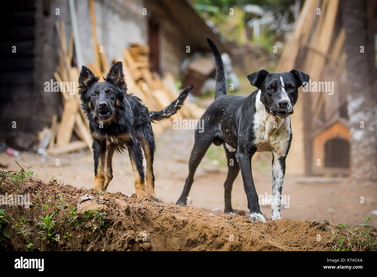 Zwei verärgerte guard Hunde in die Kamera starrt Stockfoto