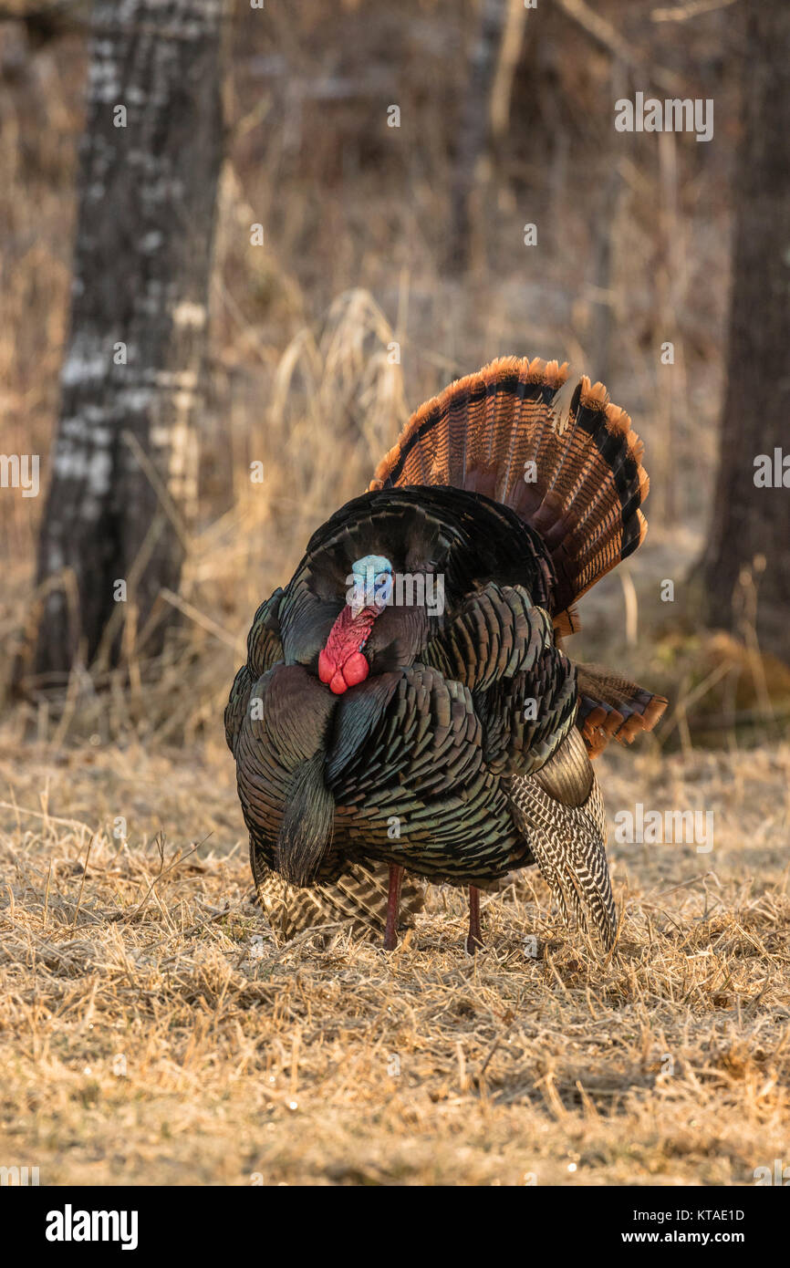 Osttürkei wild Stockfoto
